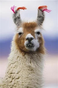 master llama