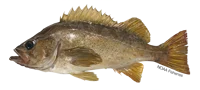 Rock Fish