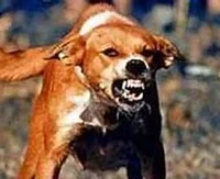 Rabid Dog