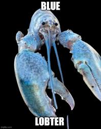 Blue Lobster