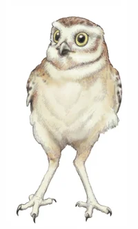 Owl