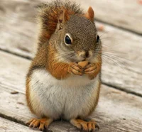 cute squirrel