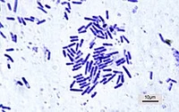 Bacillus 