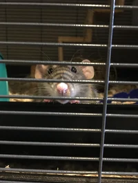 Neon the pet rat 