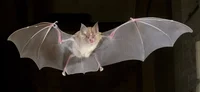 bat