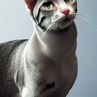 A hairless cat