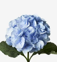 Blue Hydrangea