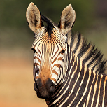 Stripes Mcstriperson