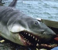 Jaws