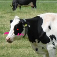 Yandairy cow