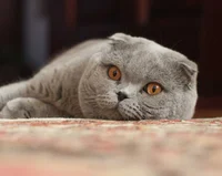 Scottish Fold Cat