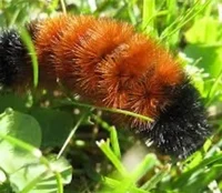 Woolly-Worm 