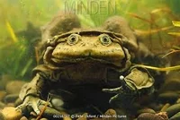 Lake titicaca w frog