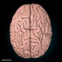 Brain