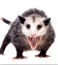 Opossum