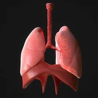 Lungs
