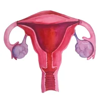 Your Uterus 