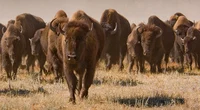 The Bison