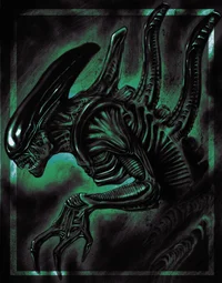 Xenomorph