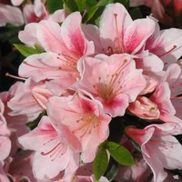 Azalea
