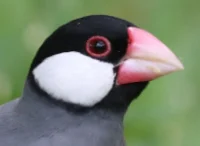 Java Sparrow