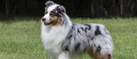 Australian Shepherd 