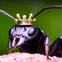 The Queen