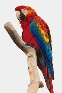 Mocking Macaw