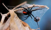 Female Widow Spider