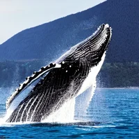 A humpback whale