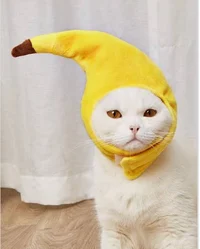 Banana cat