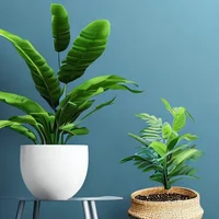 Josh the House plant