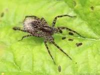 Wolf Spider