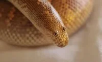 snek
