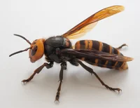 Giant Hornet