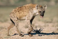 A hyena