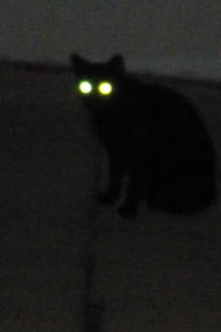 Cat at 3AM