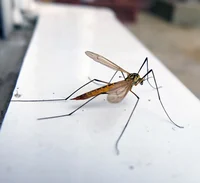 Crane Fly