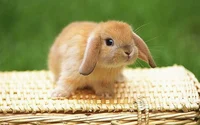 Bunny