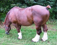 Brown Draft Horse