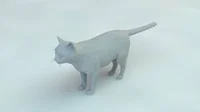 polygon cat