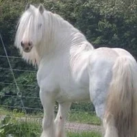 White Draft Horse