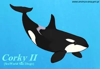 Corky The Orca