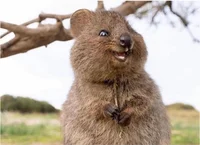 Quokka