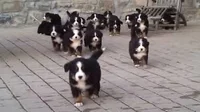 Puppy swarm