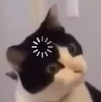 Confused cat