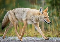 A coyote
