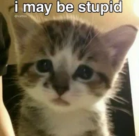 Kitten