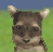 A Nintendogs Yorkie