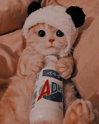 Oyen